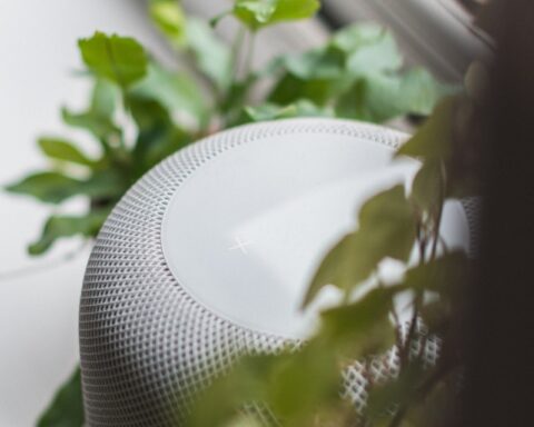 green plant on white round pot